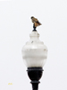 American Kestrel female